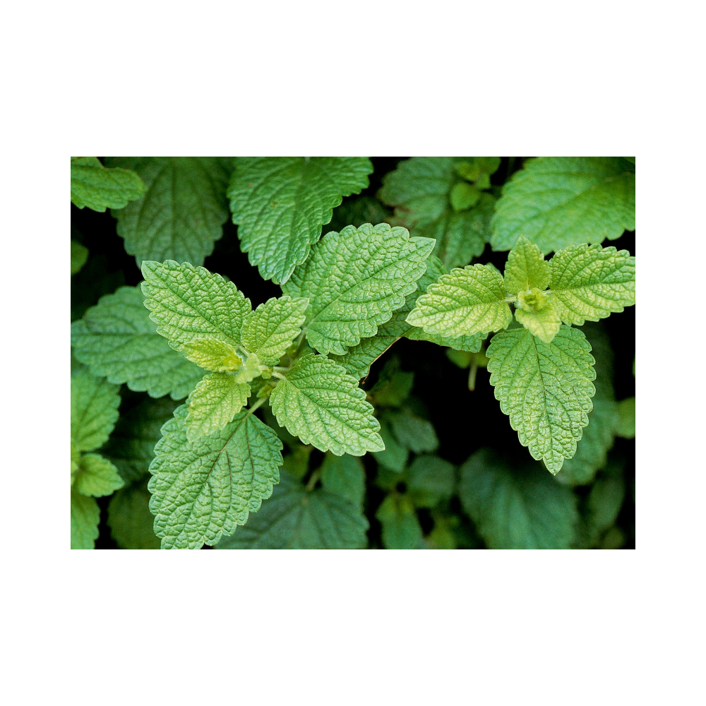 lemon balm for winter wellness